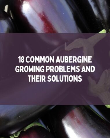 Eggplant Growing Problems and Their Solutions