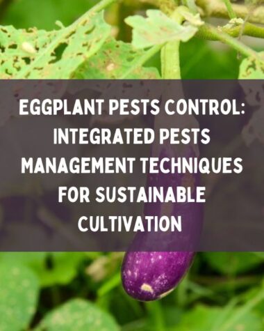 Eggplant Pests Control Integrated Pests Management Techniques for Sustainable Cultivation