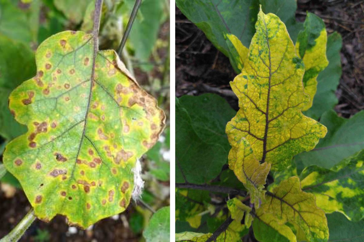 Yellow Spots on Eggplant Leaves: Why Are My Eggplant Leaves Turning