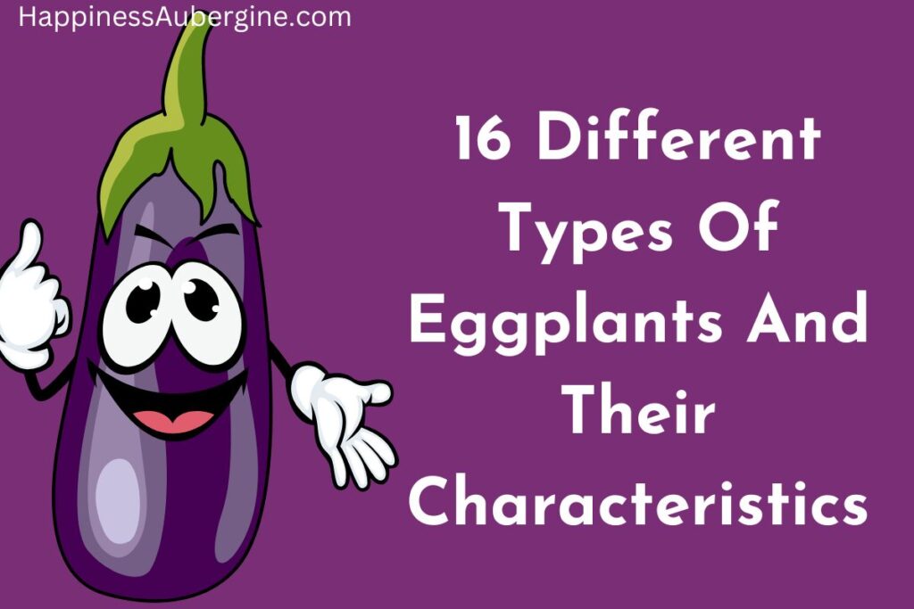 16 Different Types Of Eggplants And Their Characteristics