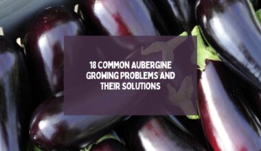 Eggplant Growing Problems and Their Solutions