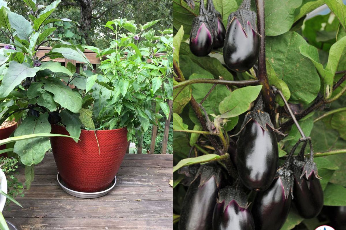 How To Grow Eggplants In Containers - Aubergine Container Gardening ...