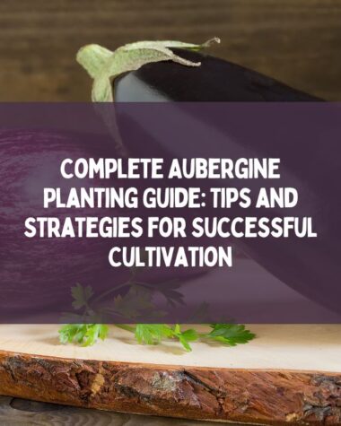 Complete Aubergine Planting Guide