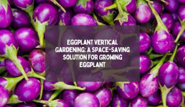 Eggplant Vertical Gardening