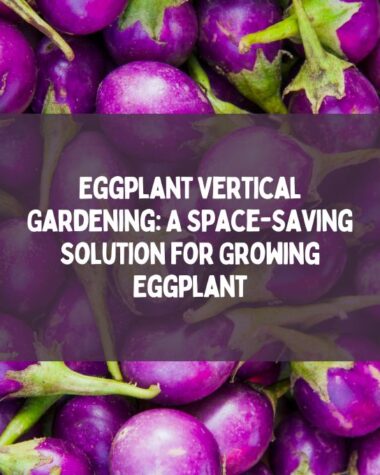 Eggplant Vertical Gardening
