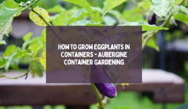 Grow Eggplants In Containers - Aubergine Container Gardening
