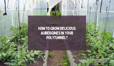 Grow Aubergine in Polytunnel