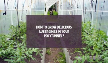 Grow Aubergine in Polytunnel