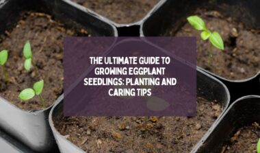 Growing-Eggplant-Seedlings