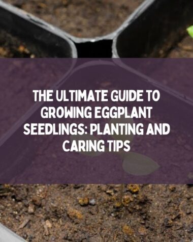 Growing-Eggplant-Seedlings
