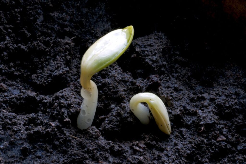 germination time for eggplant