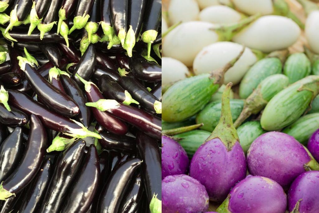 selecting an aubergine variety