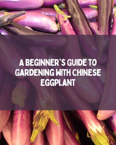 A Beginner's Guide to Gardening with Chinese Eggplant