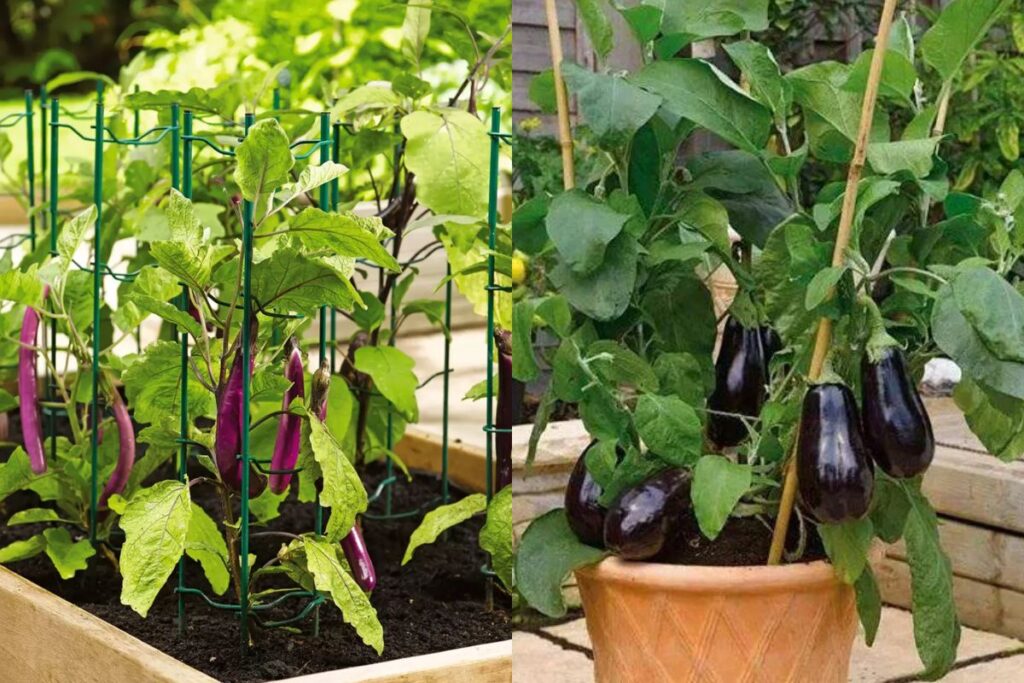 Different Types Of Aubergine Plant Support