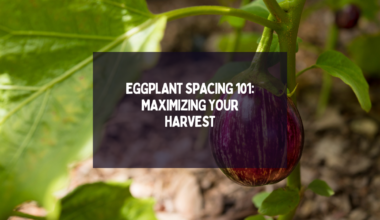 Eggplant Spacing