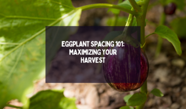 Eggplant Spacing