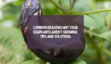Eggplants Aren't Growing