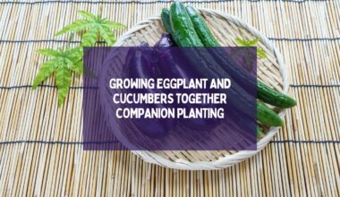 Growing Eggplant And Cucumbers Together