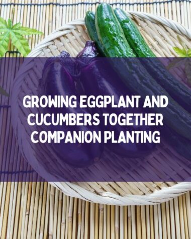 Growing Eggplant And Cucumbers Together