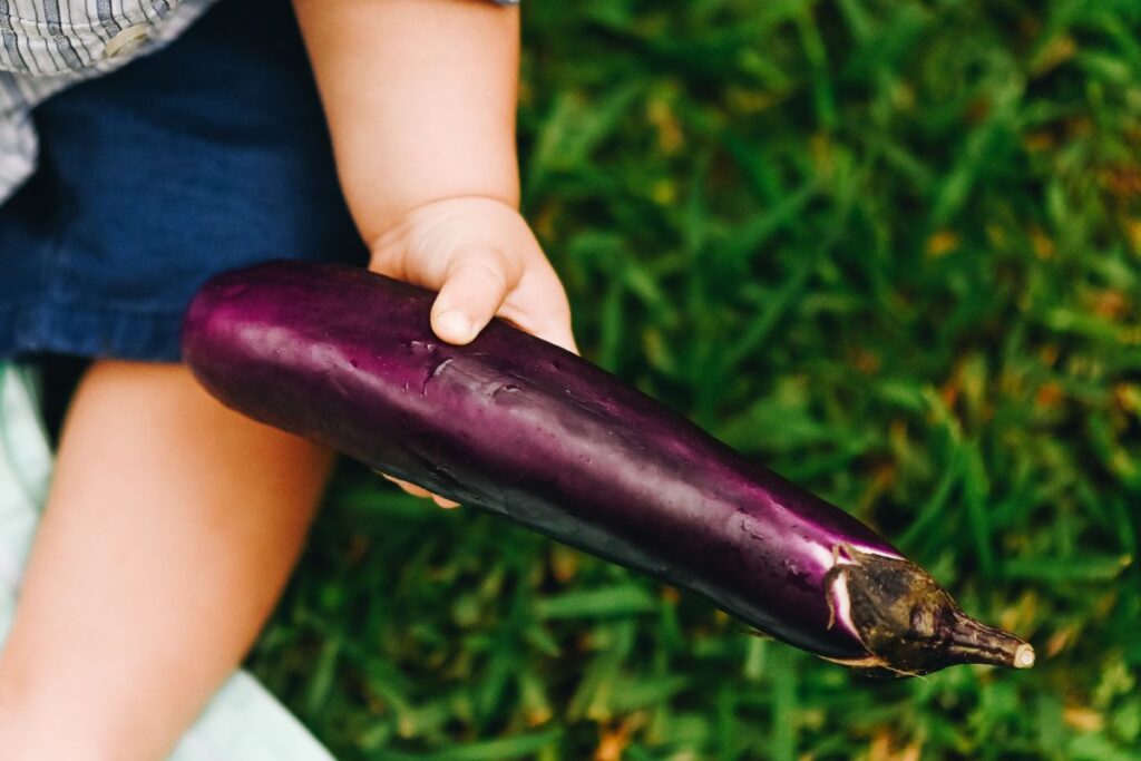 Grow Chinese Eggplant From Seed