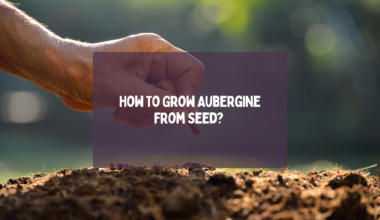 Grow Aubergine From Seed