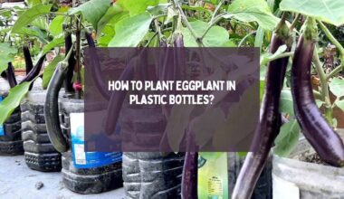 How to Plant Eggplant in Plastic Bottles