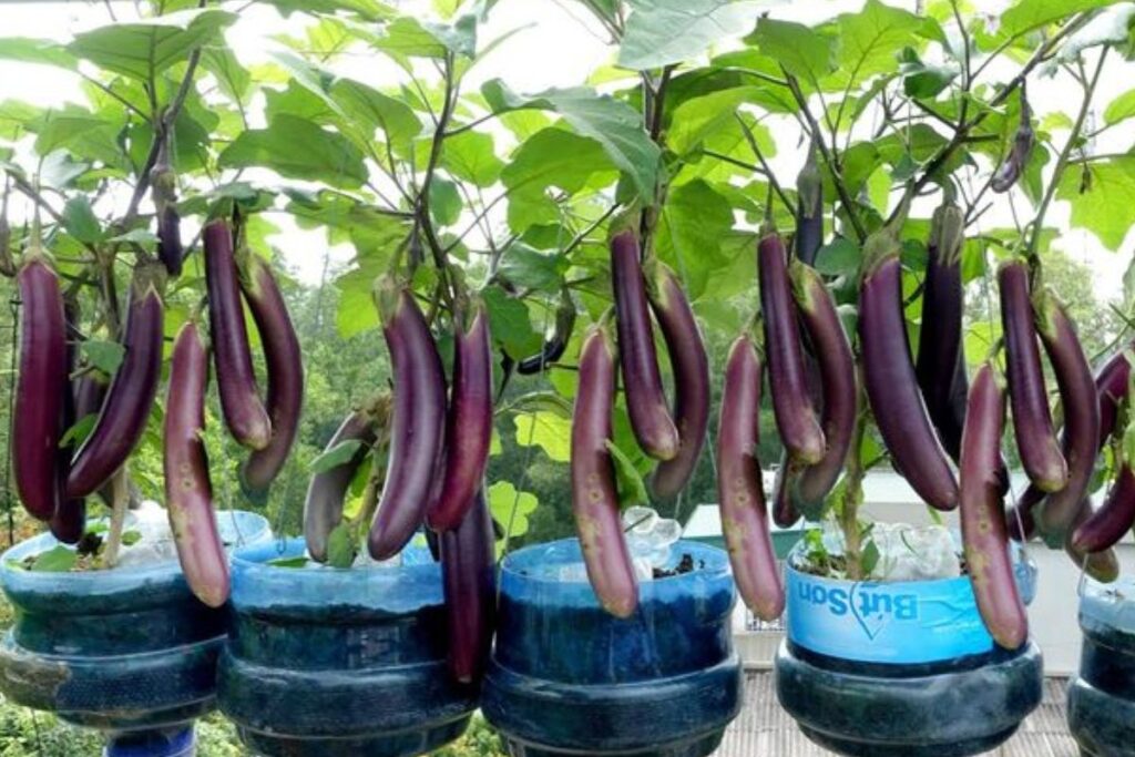 Maintenance and Care of eggplants in Plastic Bottles