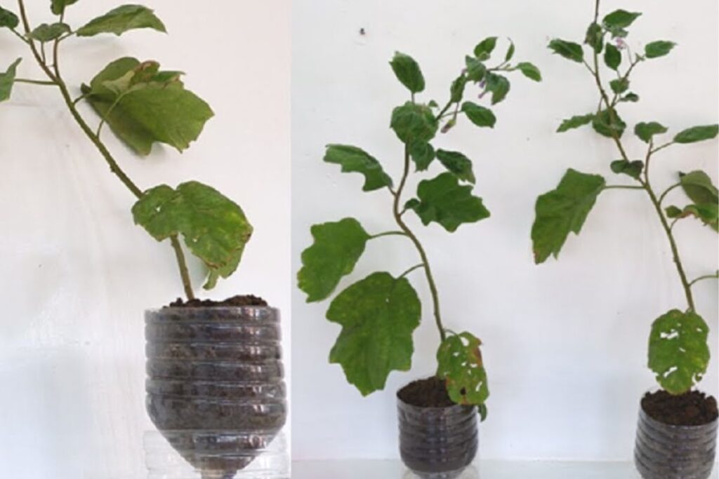 Planting the Eggplant Seedlings in Plastic Bottles