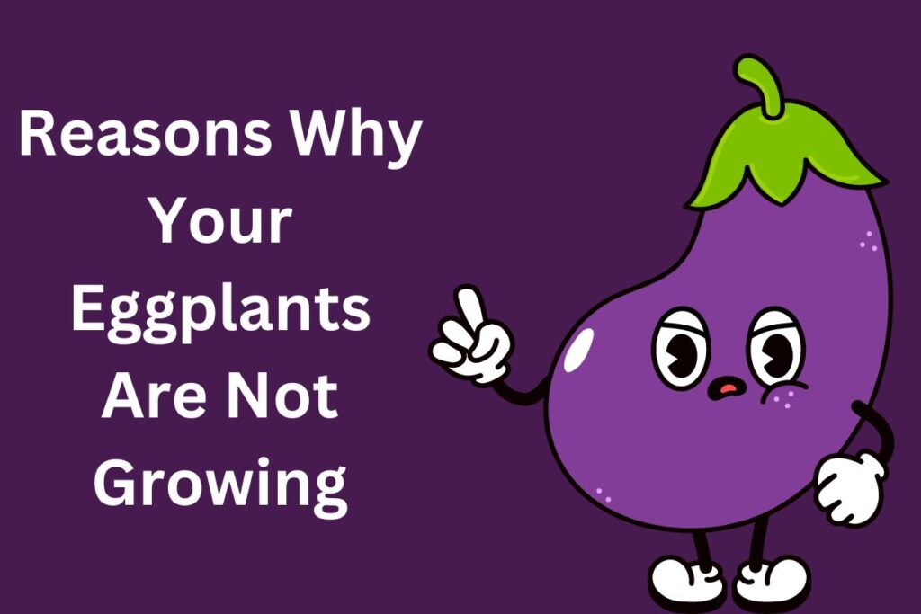 Reasons Why Your Eggplants Are Not Growing