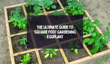 Square-Foot Gardening