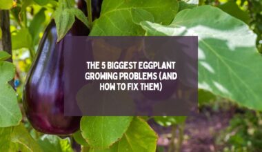 eggplant growing problem