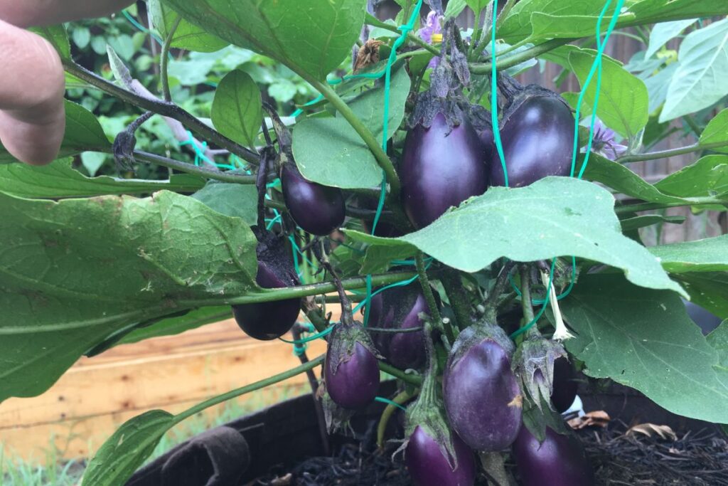 Tips For Growing Healthy Eggplants