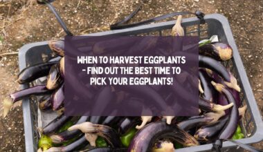 When to Harvest Eggplants