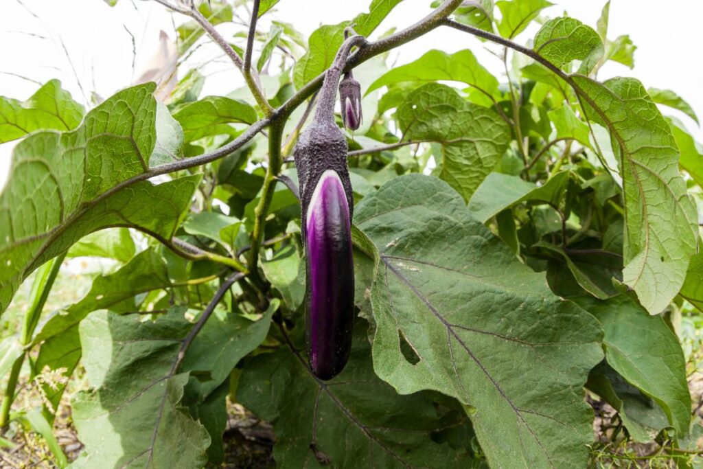 Why Garden with Chinese Eggplant