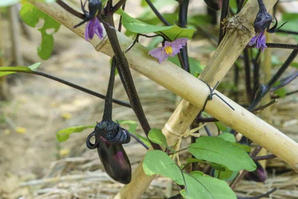 aubergine plant support Stakes And Cages