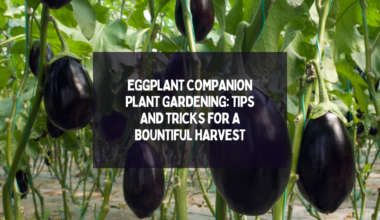 Eggplant Companion Plant Gardening