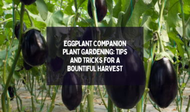 Eggplant Companion Plant Gardening