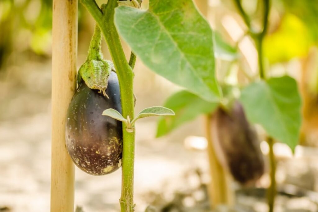 importance of aubergine plant support