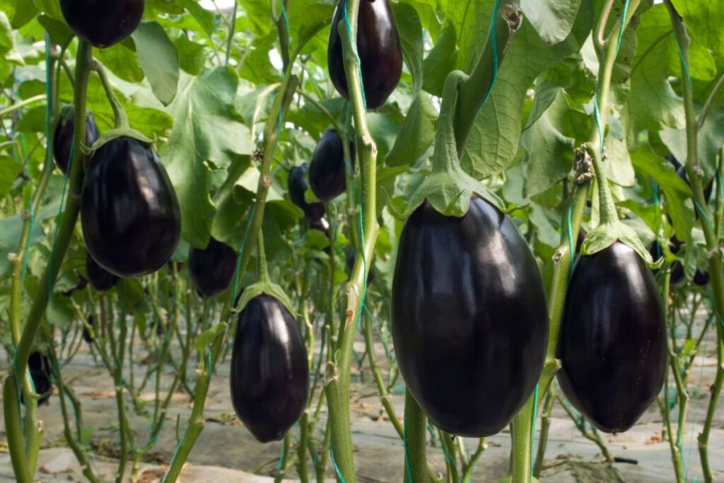 Afterplant Care Tips For Black Beauty Eggplants