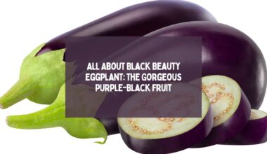 All About Black Beauty Eggplant