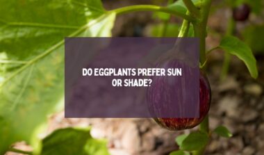 Do Eggplants Prefer Sun or Shade