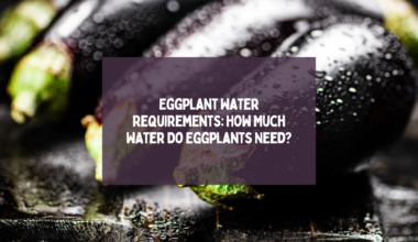 Eggplant Water Requirements