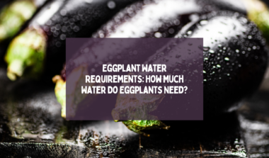 Eggplant Water Requirements