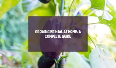 Growing Brinjal at Home A Complete Guide