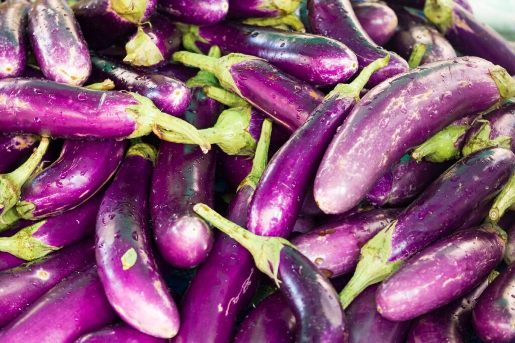 Growing Brinjal at Home - selecting the right variety