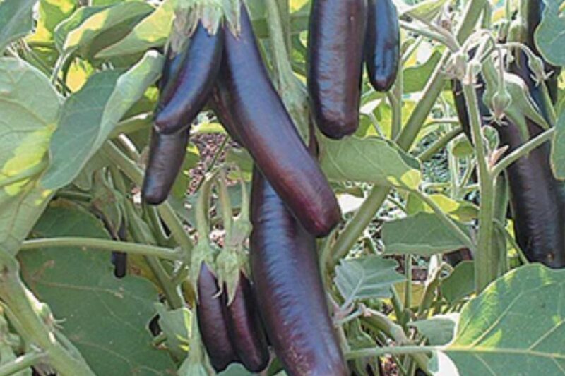 Little Finger Eggplant: Growing Tips, Care, and Recipes - Happiness ...