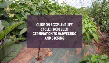 Eggplant Life Cycle