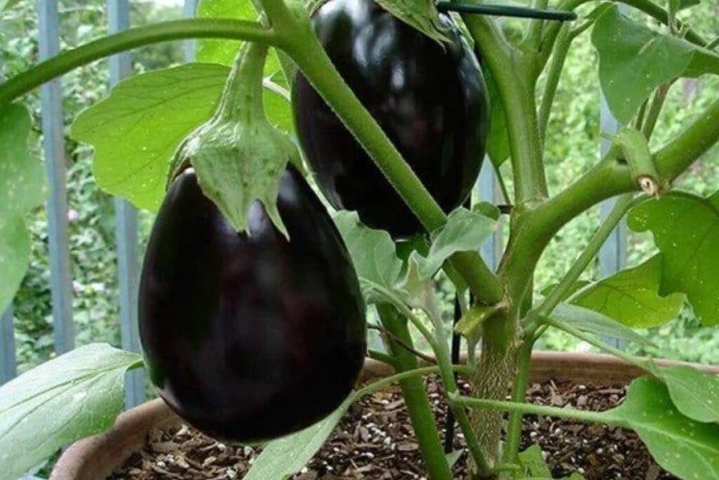 How to Grow Black Beauty Eggplants from Seed?