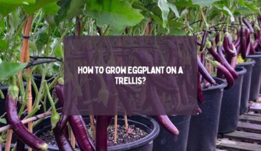 How to Grow Eggplant on a Trellis