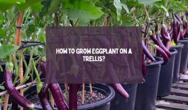 How to Grow Eggplant on a Trellis